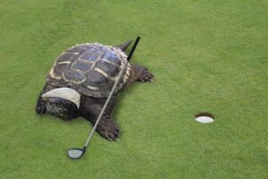 Golf Turtle